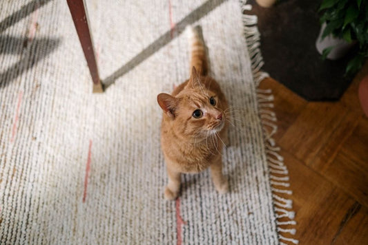 How to Stop a Cat from Spraying Indoors: Proven Solutions for a Clean Home