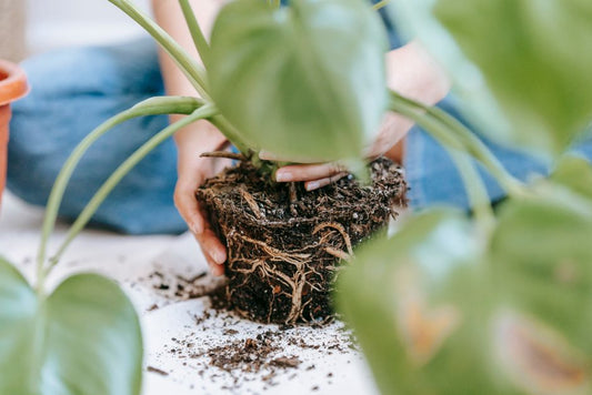 How to Spot Repotting Stress and Fix It: The Complete Guide to Signs and Solutions