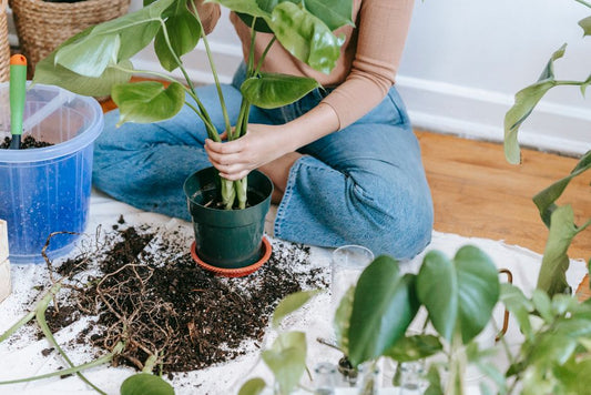 How to Save a Drooping Monstera Deliciosa from Root Rot Without Repotting