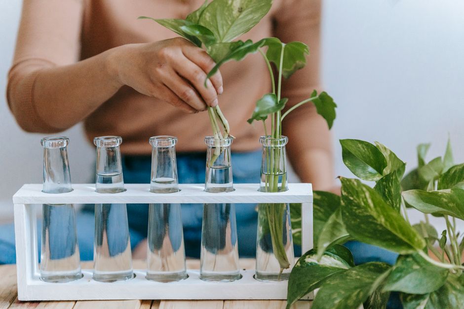 How to Prevent and Fix Root Rot in Pothos Plants: A Complete Guide for Indoor Gardeners