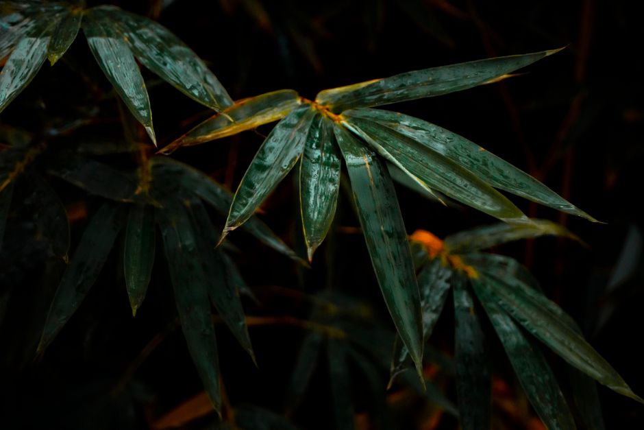 The Bamboo Swap System: Why Buying Smarter, Not Just Greener, Changes Everything
