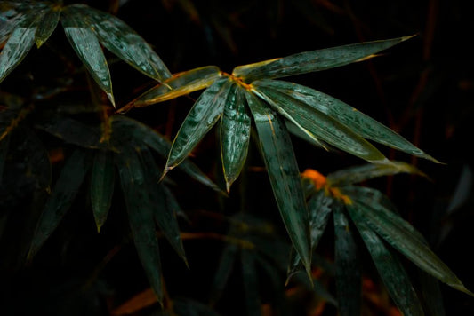 The Bamboo Swap System: Why Buying Smarter, Not Just Greener, Changes Everything
