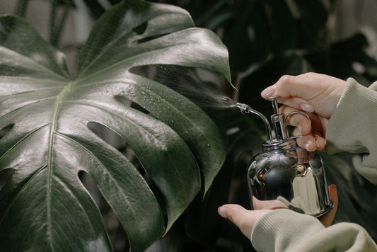 The Apartment Watering System: How to Hydrate Indoor Plants Without Drowning Them