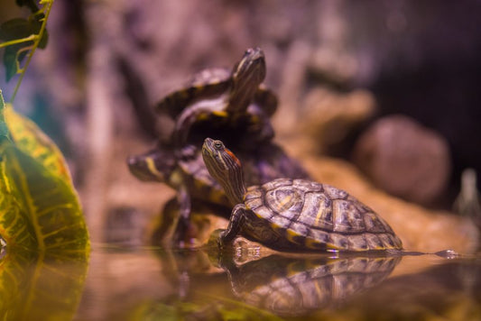 Building a Sanctuary: Essential Products for Anxious Reptiles