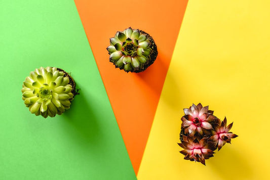 The Complete Guide to Succulent Care: From Dormancy to Display