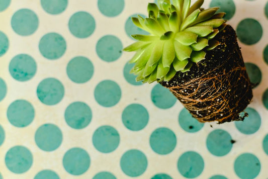How to Stop Overwatering Your Succulents: A Beginner’s Guide to Healthy Roots