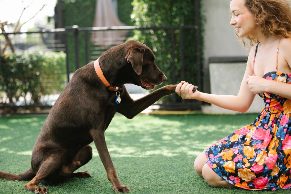 Essential Dog Training on a Budget: Smart Systems That Save Money Without Sacrificing Quality