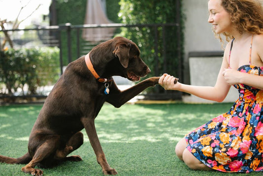 Essential Dog Training on a Budget: Smart Systems That Save Money Without Sacrificing Quality