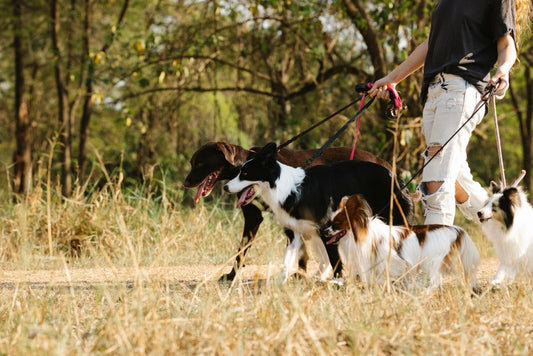 How to Train Multiple Pets Together Without Chaos