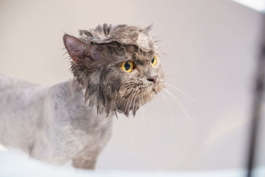 Chemical-Free Cat Grooming: A Natural System for a Healthy Coat and Clean Home