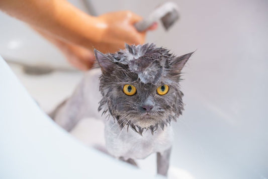 The Quick and Easy Cat Grooming Routine for Busy Owners
