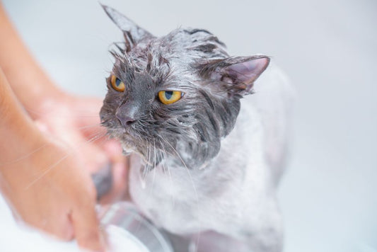Emergency Pet Bathing: Do's and Don'ts for Every Situation