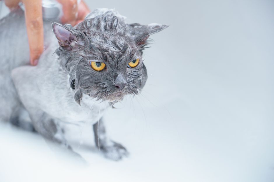 How to Deal with Excessive Cat Shedding: A Complete Guide to Managing Fur and Keeping Your Home Clean