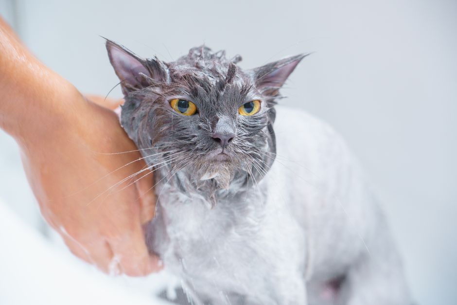 How to Safely Bathe a Kitten Without Stressing Them Out