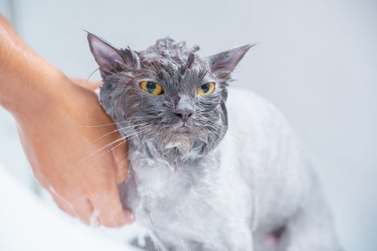 Budget-Friendly Cat Grooming: Essential Tools and Tips for a Shiny Coat Without Breaking the Bank