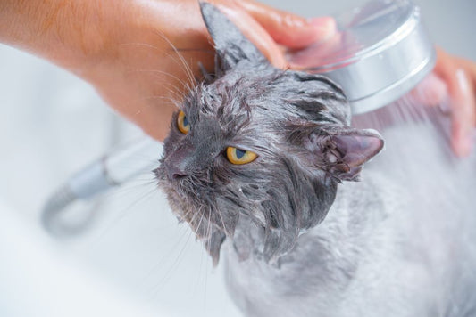 Gentle Bathing Solutions for Senior Pets: A Practical Guide to Comfort and Care