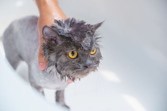 How to Safely Bathe a Senior Cat with Arthritis: Tips for a Stress-Free Grooming Experience