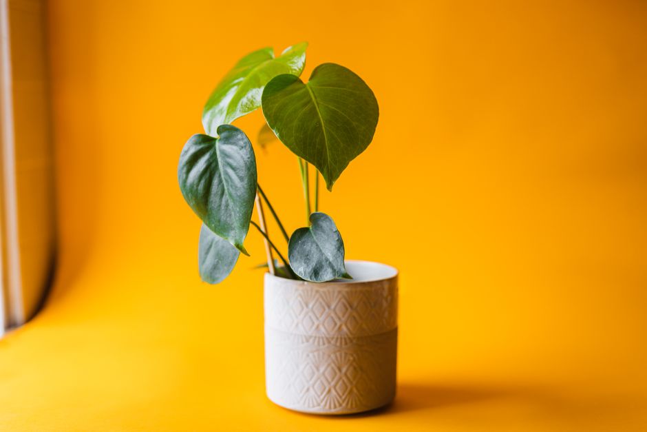 How to Fix Yellow Leaves on a Monstera Deliciosa While Keeping It Bushy and Full