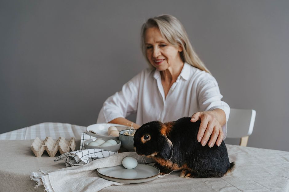 DIY Senior Pet Care: Homemade Solutions for Aging Pets