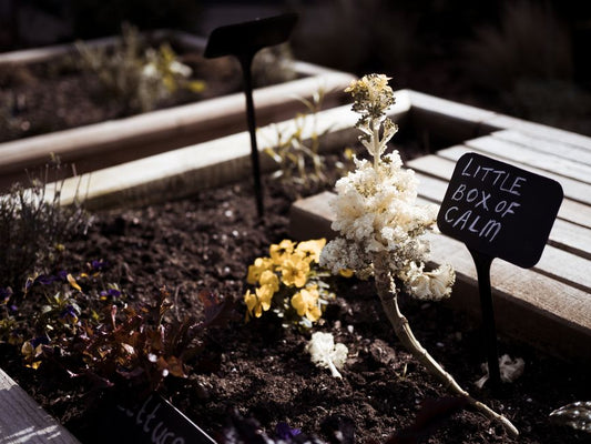 Why Your Raised Bed Plants Are Struggling: 7 Silent Signs and Simple Solutions