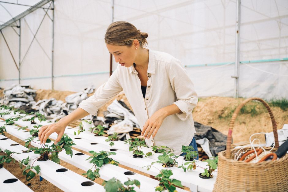 The Ultimate Guide to Indoor Hydroponics: Essential Tools and Systems for Growing Plants Indoors Without Soil