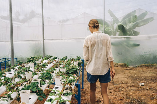 Organic Hydroponics: How to Grow Naturally Without Soil