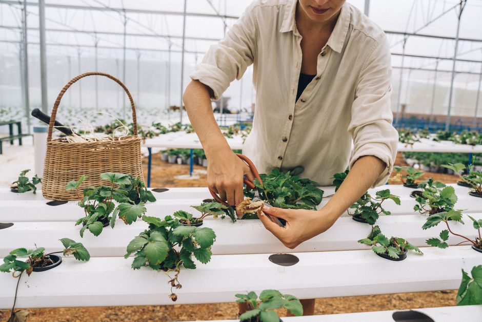 The Complete Indoor Plant Pruning Guide: Essential Tools and Techniques for Healthy Growth