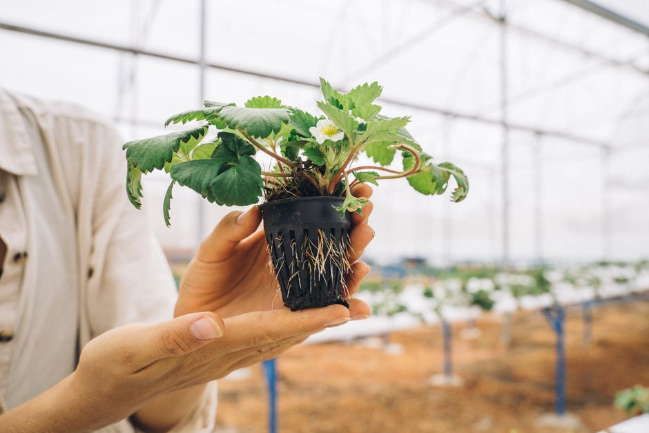 Strawberry Growing Hacks That Actually Work: Fix the Root Causes, Not the Symptoms