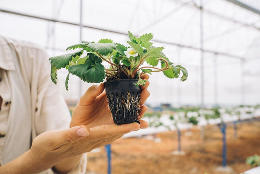 Strawberry Growing Hacks That Actually Work: Fix the Root Causes, Not the Symptoms