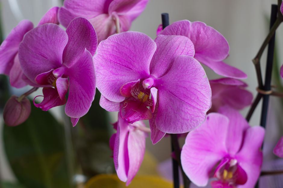 Complete Guide to Orchid Care for Beginners: Essential Tools and Tips