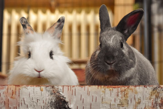 Why Does My Rabbit Refuse to Use the Litter Box and How to Fix It