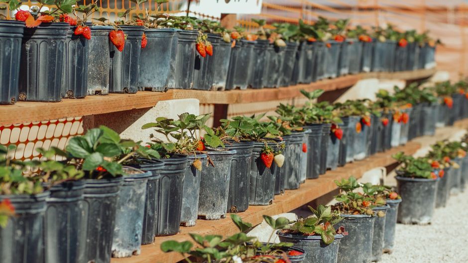 The Complete Step-by-Step Guide to Growing Strawberries in Small Spaces