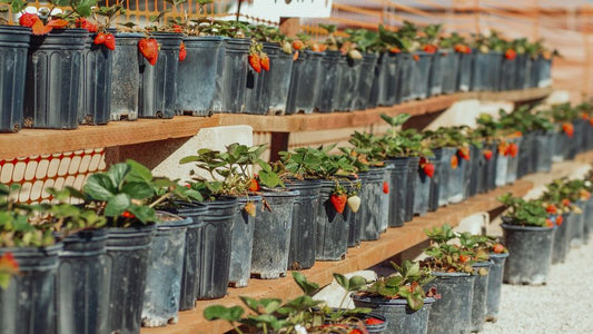 5 Common Mistakes That Kill Your Strawberry Plants (And How to Fix Them)