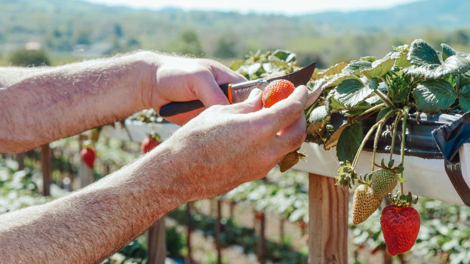 Pruning for Maximum Yield: The Essential Guide to Precision Cuts That Double Your Harvest