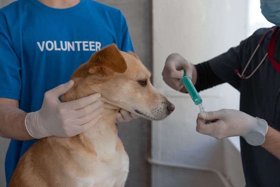 Summer Wellness for Pets: Vaccination, Hydration & Parasite Defense
