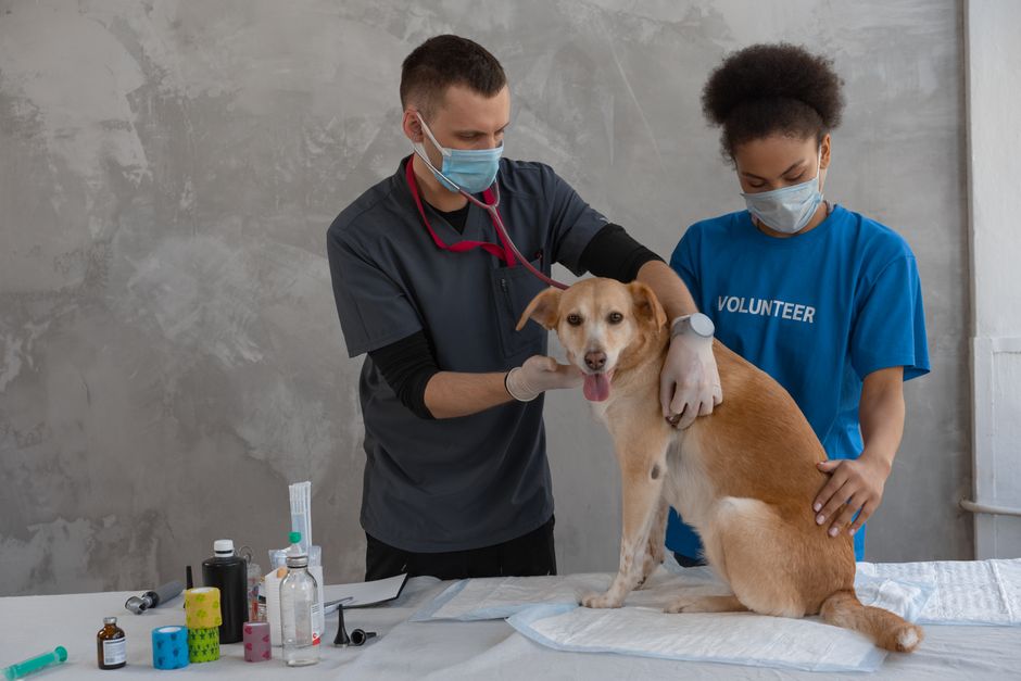 Vet-Approved Tips for Pet Vaccination and Health Checks That Actually Work