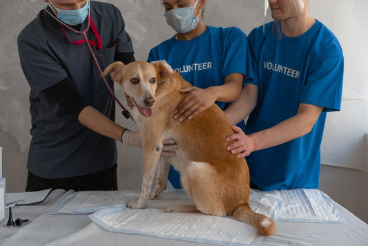 Beginner's Guide to Pet First Aid: What to Do Before the Vet
