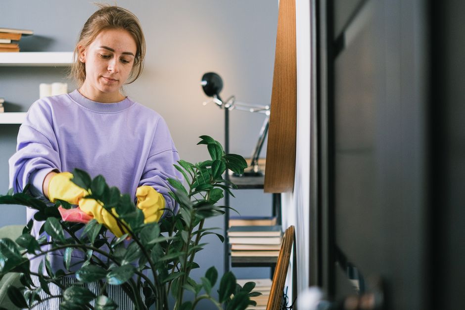 How to Treat Yellowing Leaves on Indoor Calathea Plants: A Complete Care Guide
