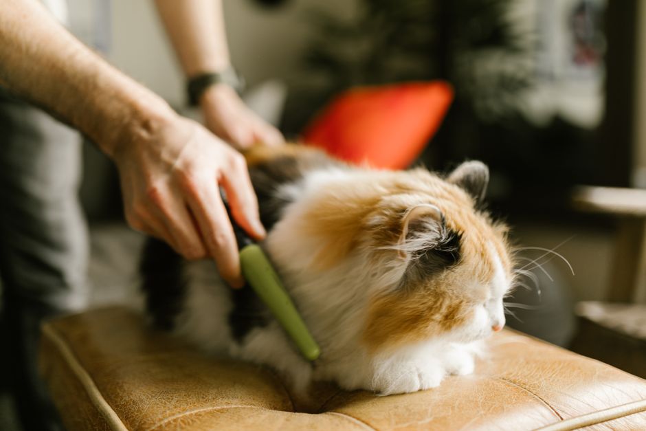 How to reduce shedding in long-haired cats: grooming tips and tools