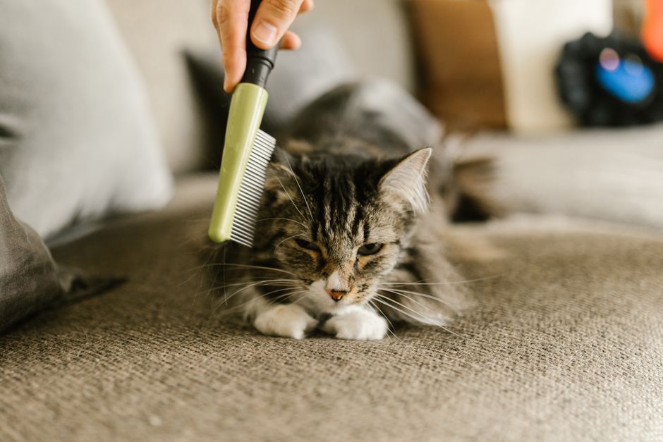 The Multi-Pet Household Grooming System: Streamlining Care for Cats, Dogs, and Small Animals