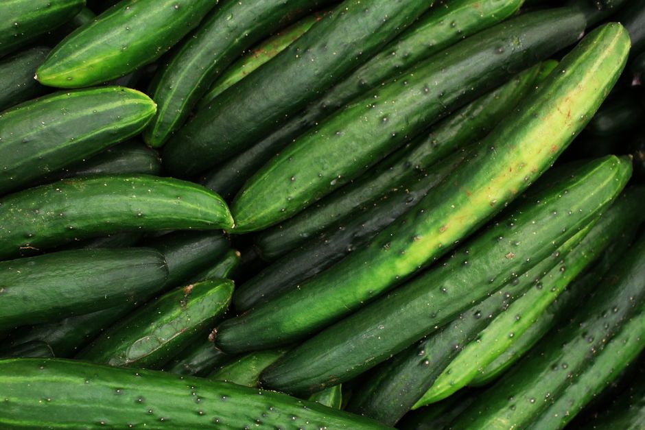 Secret Cucumber Growing Tips and Tricks for Abundant Harvests
