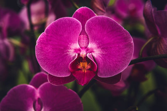 5 Common Orchid Care Mistakes and How to Fix Them for Thriving Blooms