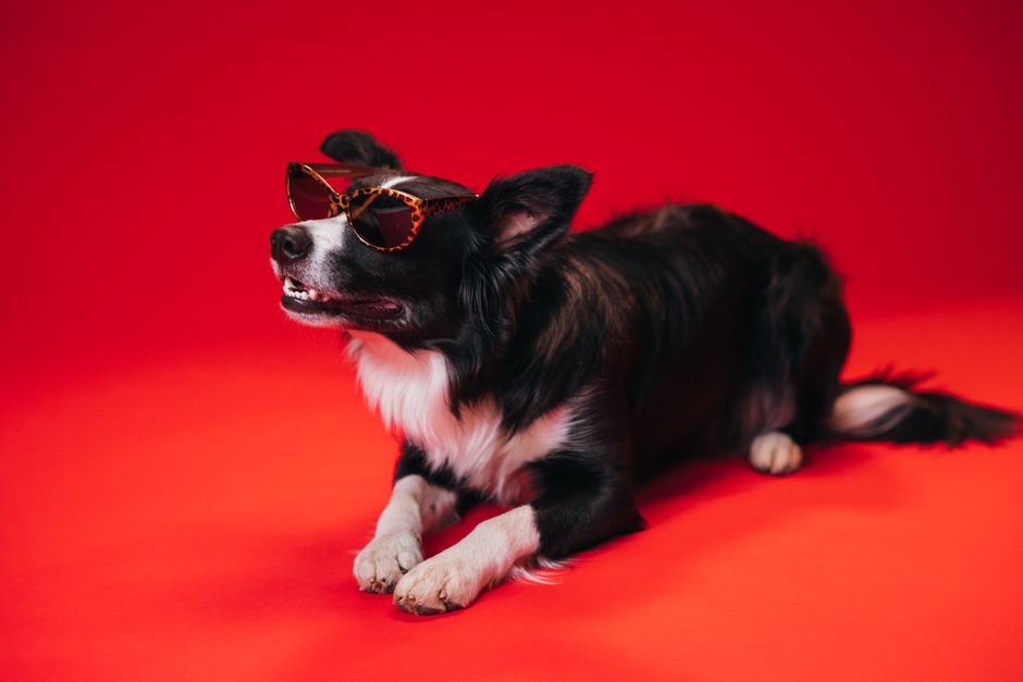 Summer Pet Ear and Eye Care: Beat the Heat with Smart Prevention
