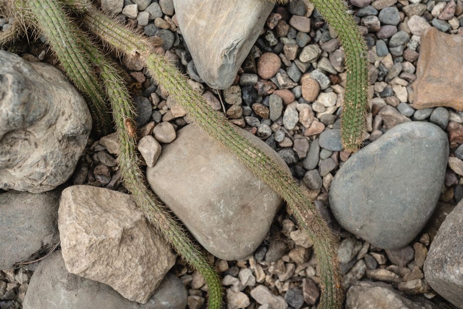 Essential Tools for a Drought-Tolerant Garden: Build a Resilient Landscape