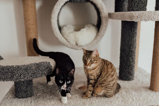 How to Make Your Senior Cat Comfortable in a Multi-Pet Home
