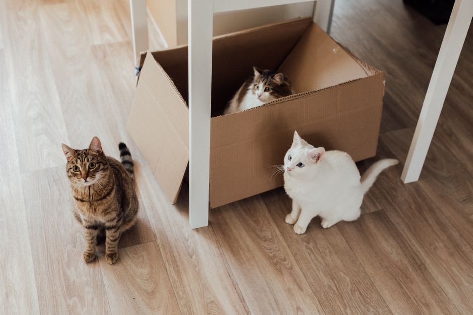 How to Manage Weight Across Multiple Pets Without the Struggle