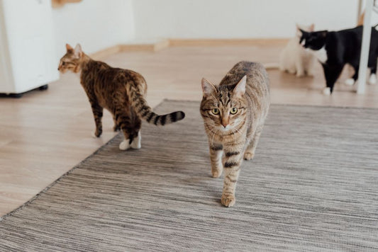 Vet-Approved Tips for a Peaceful Multi-Pet Household: Managing Odors, Allergies, and Behavioral Harmony