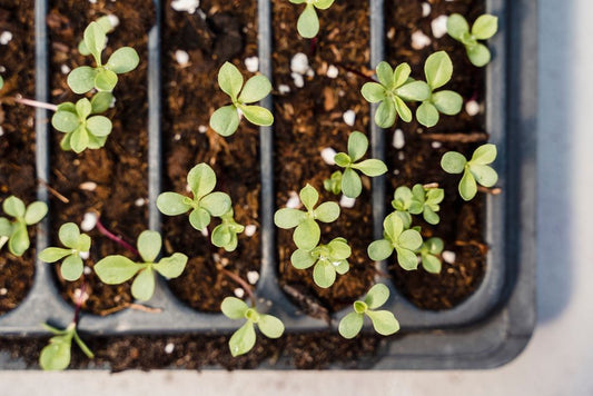 The Seed Starting Yield Maximizer: Indoors to Harvest