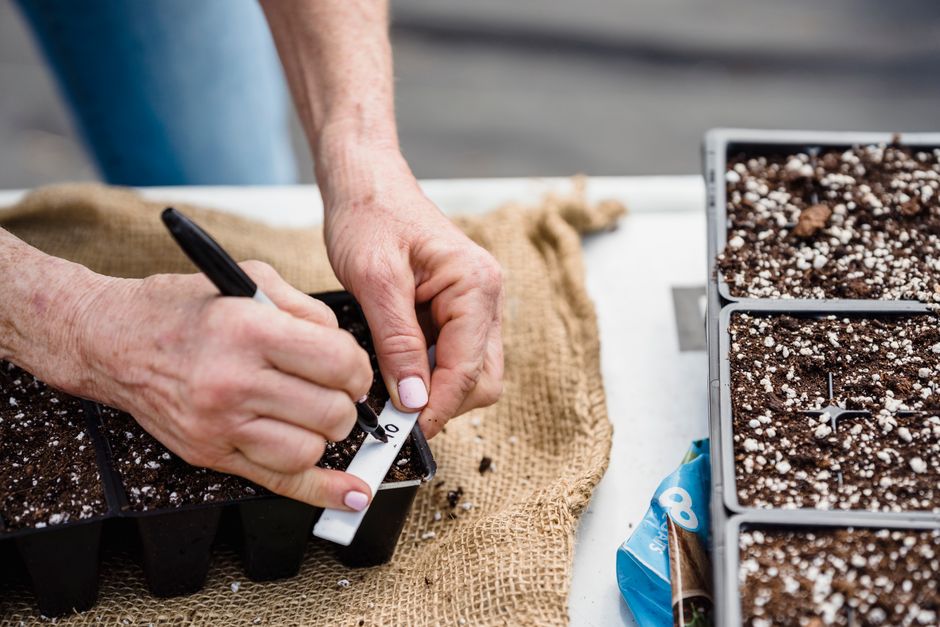 The Beginner's Complete Guide to Seed Starting Indoors Without Overcomplication