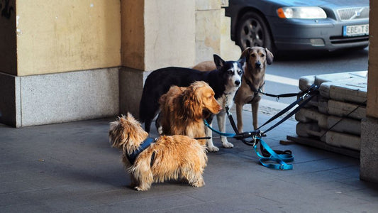 The Overlooked Travel Companion: How Your Pet Shapes Your Packing Strategy